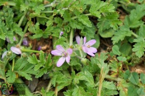 Erodium muschatum